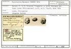 Karteikarte zum Holotyp von Pulvinulina normanni Karrer, 1878